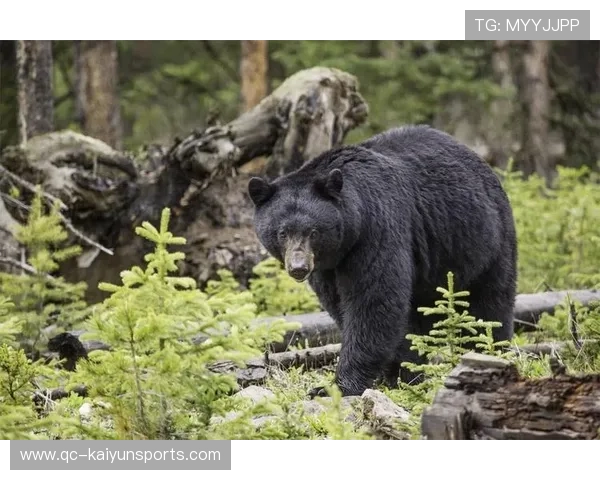 俄罗斯黑熊闯入市区，致一死一惊魂，俄罗斯的黑熊真的怕人吗